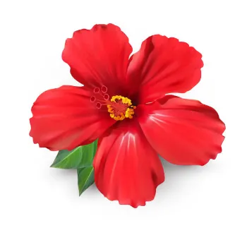 Red Hibiscus Flowers